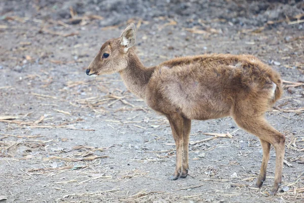 Baby Female Deer Garden — стоковое фото