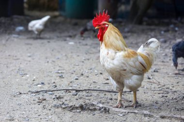Beyaz Betong Chickken kuru bahçede 
