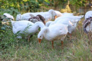 Beyaz kaz grubu bahçede yürüyor.