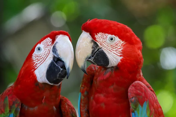 Κοντινό Κεφάλι Κόκκινο Πουλί Παπαγάλος Macaw Στον Κήπο — Φωτογραφία Αρχείου