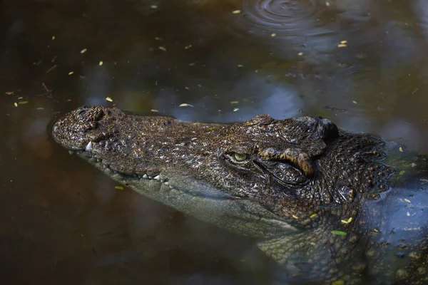 Csukd Szemed Krokodil Mutasd Fejed Folyóban — Stock Fotó