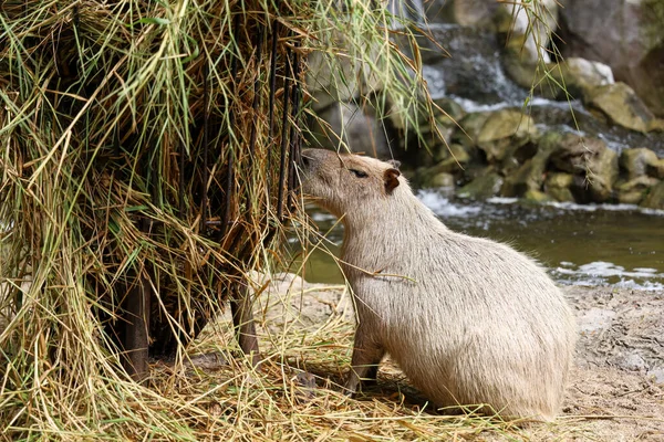 Capybara Giant Rat Cute Animal Garden — Fotografia de Stock