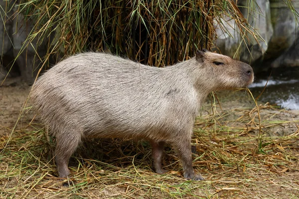Den Capybara Jätte Råtta Söt Djur Trädgården — Stockfoto