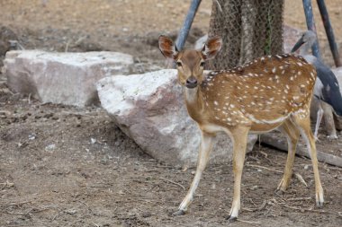 Benekli geyik bahçede kalıyor.