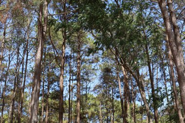 Ulusal park alanındaki tepedeki ağaca bak.