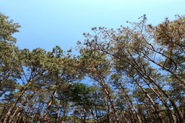 Ulusal park alanındaki tepedeki ağaca bak.