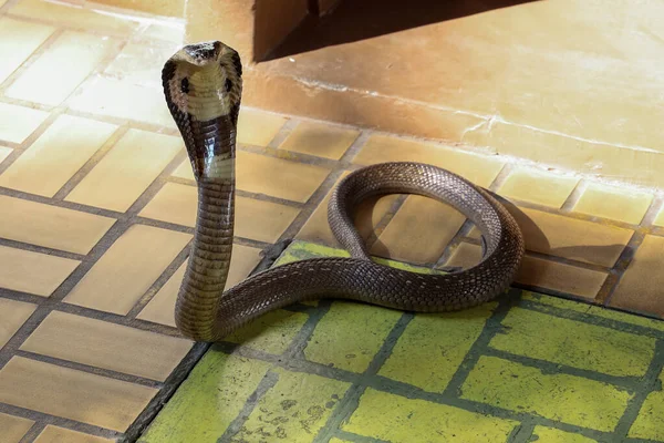 タイのセメントの床にある美しい黒いコブラのヘビ — ストック写真