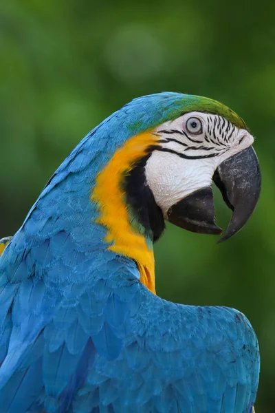 Κοντινό Κεφάλι Μπλε Και Κίτρινο Παπαγάλο Macaw Πουλί Στον Κήπο — Φωτογραφία Αρχείου