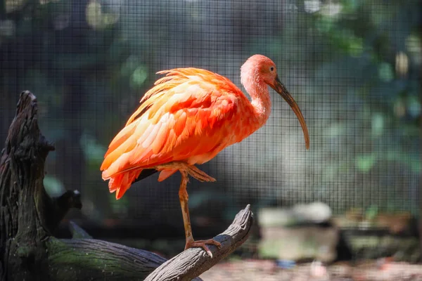 Gros Plan Ibis Écarlate Est Bel Oiseau — Photo