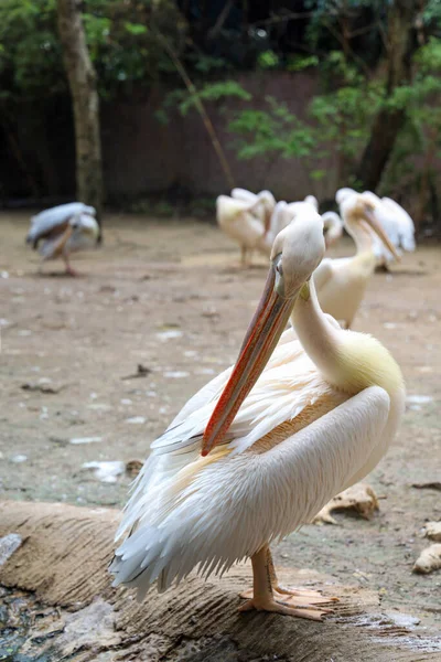 Wielki Biały Pelikan Ptak Ogrodzie — Zdjęcie stockowe