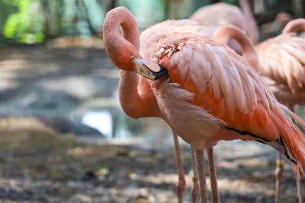 Flamant Rose Est Beau Mignon Dans Jardin — Photo