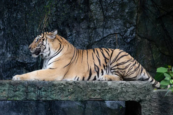 Zamknij Bengalskiego Tygrysa Jest Usiąść Lesie — Zdjęcie stockowe