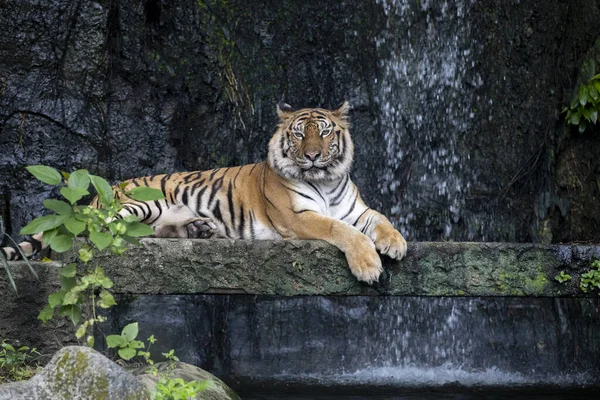 Close Bengal Tiger Sit Forest — Foto Stock