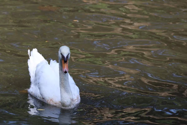White Swan Beautiful Farm Animal River — 图库照片