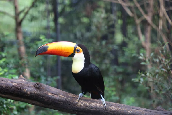 Πουλί Toco Toucan Στο Δέντρο Ξύλο Στο Δάσος — Φωτογραφία Αρχείου