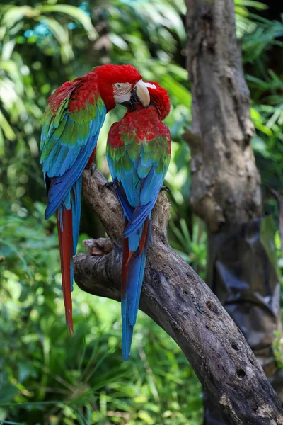 Κοντινό Κεφάλι Κόκκινο Πουλί Παπαγάλος Macaw Στον Κήπο Της Φύσης — Φωτογραφία Αρχείου