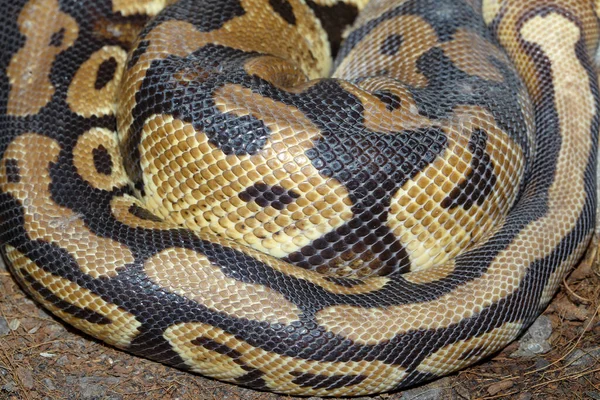 Close Ball Python Schlangenhaut Für Textur Und Muster — Stockfoto