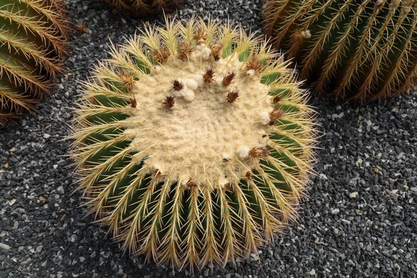 Cerca Cactus Grandes Roca Jardín —  Fotos de Stock