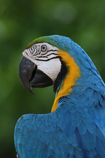 Fermer Tête Oiseau Perroquet Aras Bleu Jaune Dans Jardin — Photo