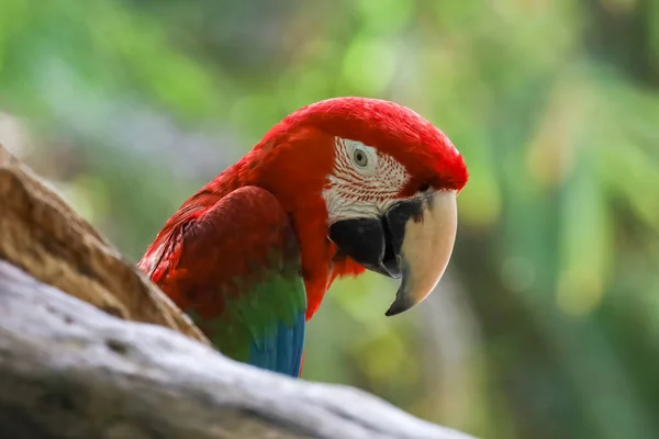 Feche Cabeça Pássaro Papagaio Arara Vermelho Jardim — Fotografia de Stock