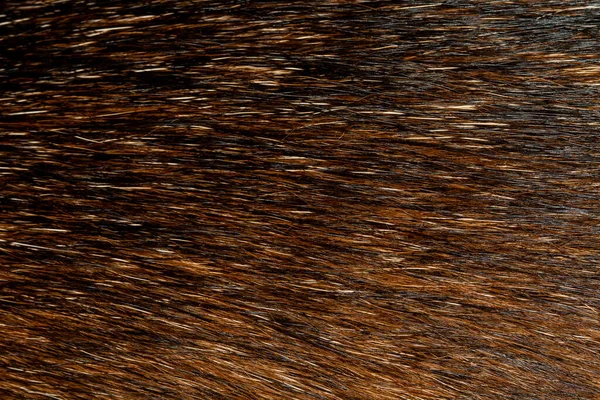 Close Black Brown Dog Skin Texture Pattern — Stock Photo, Image