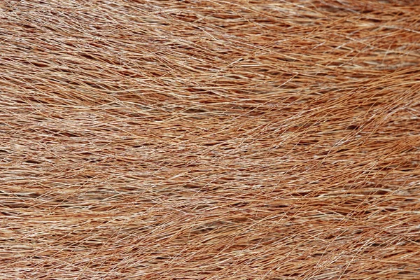 Close Brown Dog Skin Texture Pattern — Stock Photo, Image