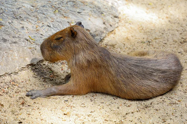 Capybara Obří Krysa Roztomilé Zvíře Zahradě — Stock fotografie
