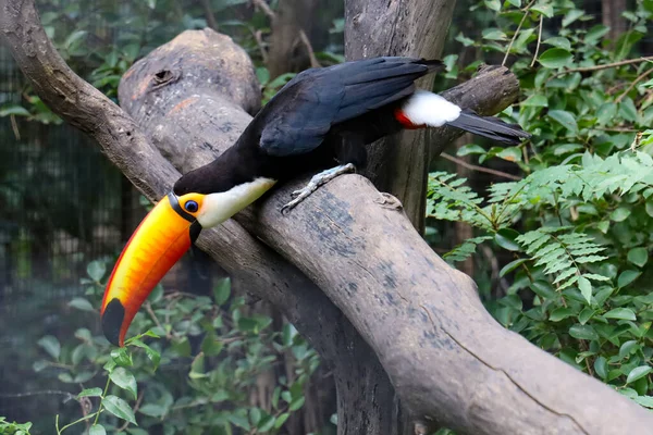 Туко Туканський Птах Дереві — стокове фото