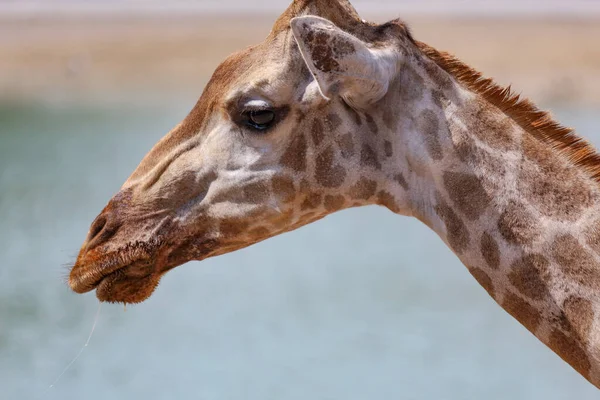 Close Cabeça Giraff Natureza Grama Sawana — Fotografia de Stock