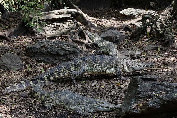Zbliżenie Krokodyl Jest Sen Odpoczynek Ogrodzie — Zdjęcie stockowe