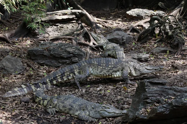 Närbild Krokodil Sömn Och Vila Trädgården — Stockfoto