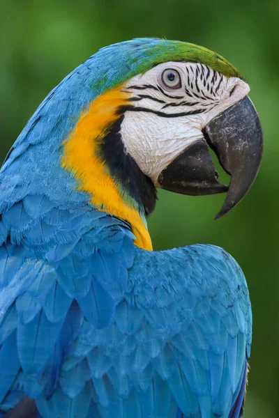 Kapatın kafanızı mavi ve sarı papağan kuşu bahçede 