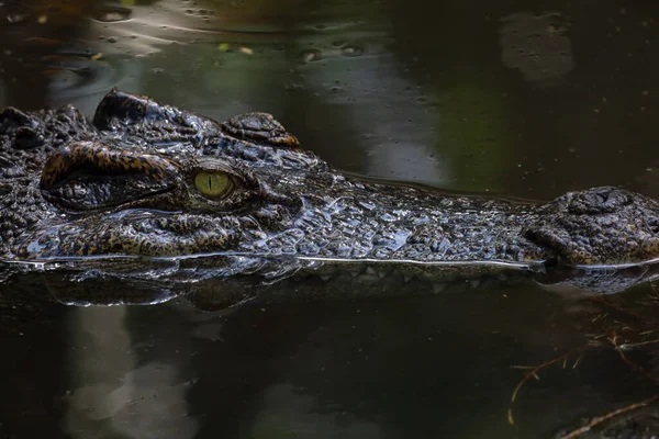 Nehirde bir timsah kafası var.