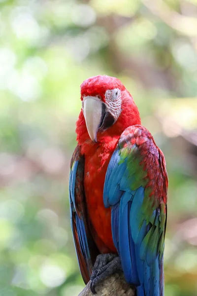 Cerca Cabeza Pájaro Loro Guacamayo Rojo Jardín —  Fotos de Stock