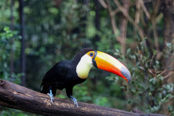 Uccello Toco Toucan Sull Albero Legno Nella Foresta — Foto Stock