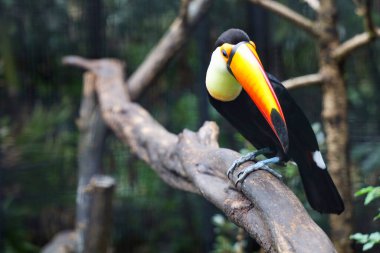 Ormandaki ağaçtaki toco tukan kuşu.