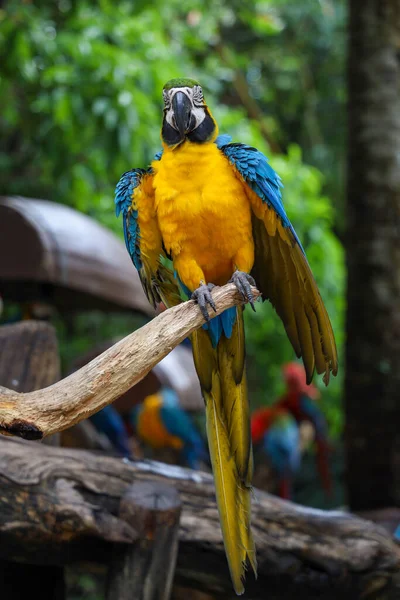 Cerca Cabeza Pájaro Loro Guacamayo Azul Amarillo Jardín —  Fotos de Stock