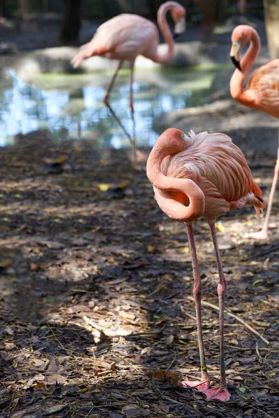 Flamingo Mooi Schattig Tuin — Stockfoto