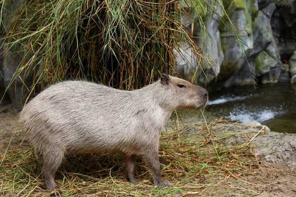 Capybara Giant Rat Cute Animal Garden — Fotografia de Stock