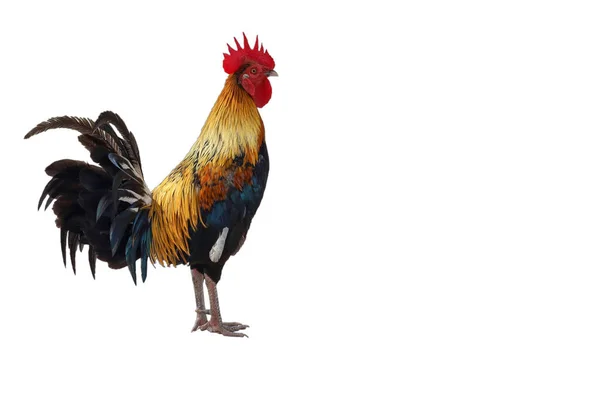 Fighting Cock White Background Have Path — Stock Photo, Image
