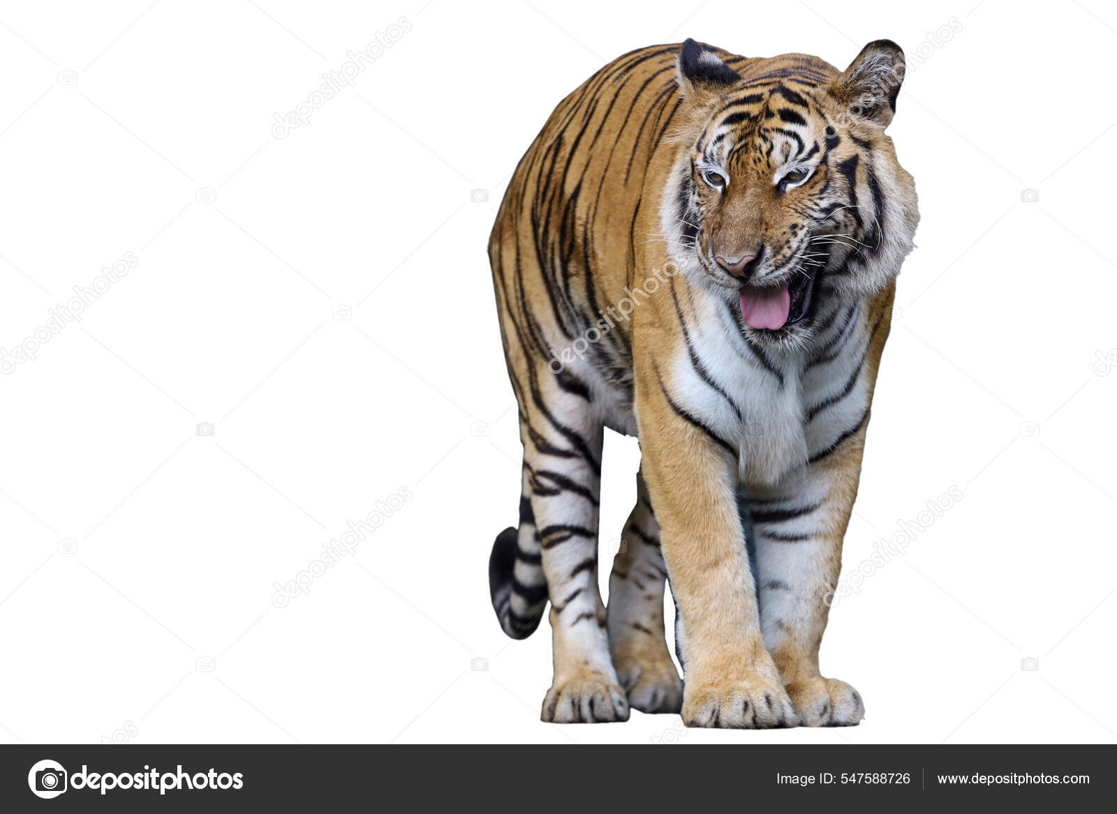 斑纹虎是一种大型动物在白色背景下是危险的动物——图库图片© pumppump #547588726