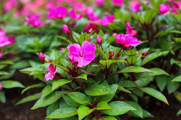 Rosa Blume Auf Garten Für Die Natur Hintergrund — Stockfoto