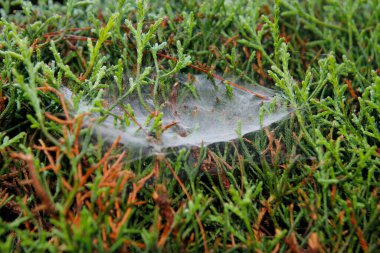 Sabahları çimlerin üzerinde örümcek ağı