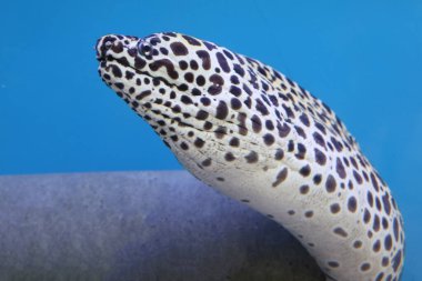 Moray yılan balığı büyük balıktır.