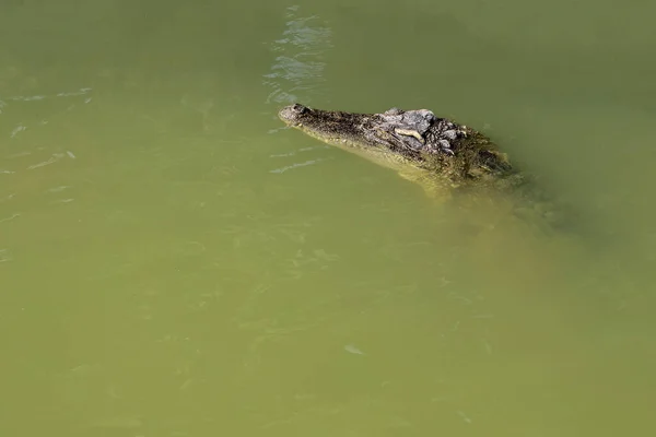 Coccodrillo Thai Mostra Testa Sul Fiume — Foto Stock