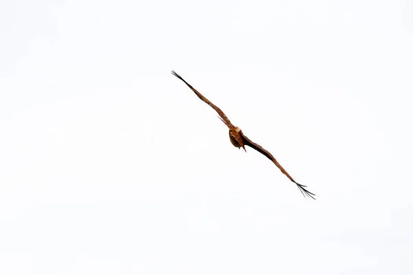 红鹰在自然界的尾翼上飞翔 — 图库照片