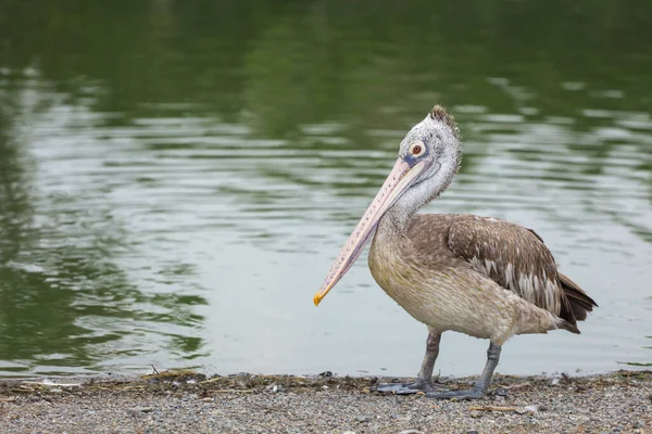 Great Pelican Bird Rest River — Stock Photo, Image