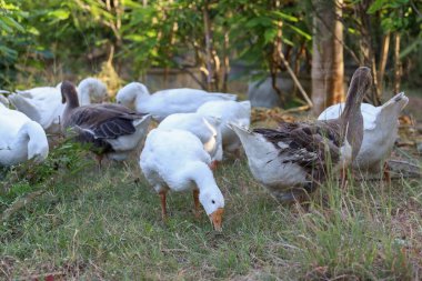Beyaz kaz grubu bahçede yürüyor.