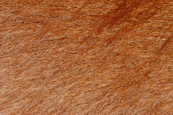 Close Brown Dog Skin Texture Pattern — Stock Photo, Image