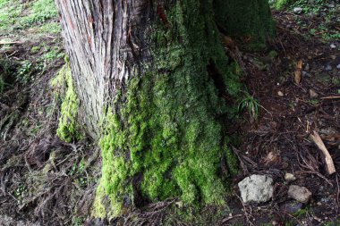 Tayvan 'daki Alishan Ulusal Parkı' nda büyük bir ağaç kökü.
